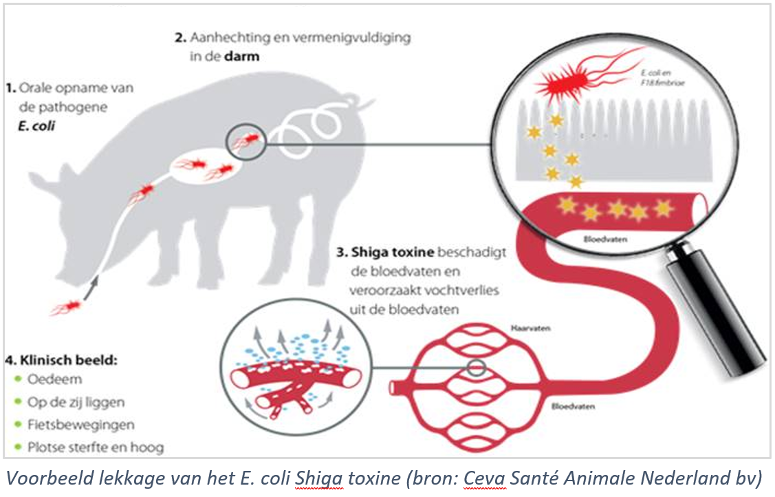 Lekkage van het E coli Shiga toxine